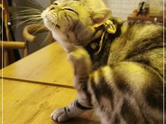 -平行世界·猫咖(首经贸店)