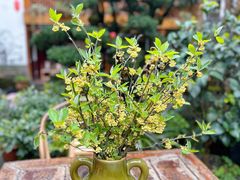 -华冠悠岚·庭院餐厅(青城后山店)