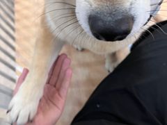 -是阿柴呀！柴犬咖啡·爱喵喵猫咖