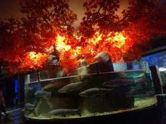 -成都浩海立方海洋公园