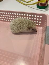 -Moni星球萌宠·小马宝莉·灵蛇·高端高阶全萌宠互动体验俱乐部(红豆国际广场店)