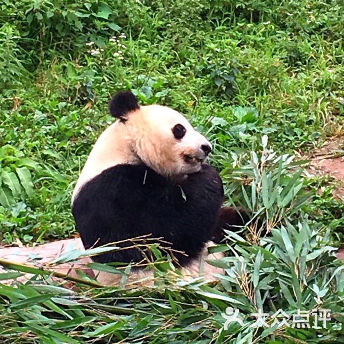 都江堰熊貓樂園景區圖片 - 第362張