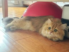 -猫大福·Fortune Cat猫舍(百子湾店)