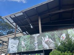 -清迈丛林飞跃 JungleFlight