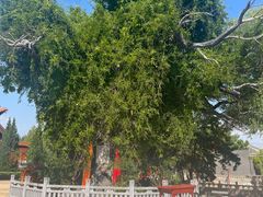 -大槐树寻根祭祖园