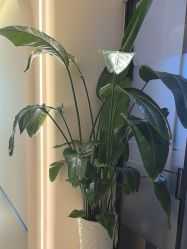 -悦色嘉丽科技美肤健康管理
