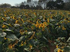 -松山湖梦幻百花洲