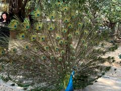 -瑞丽独树成林风景区