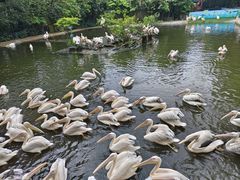 -广州长隆飞鸟乐园