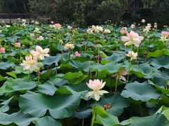-青枫公园