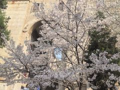 -武汉大学-樱园