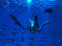 美人鱼-上海海昌海洋公园