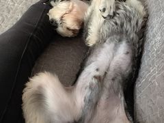 -唯美宠物生活馆(绿地国际生态城店)