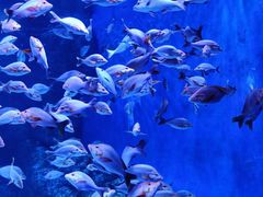 -成都浩海立方海洋公园