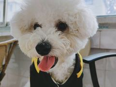 -优美滋动物奶油生日蛋糕(南陵苏果店)