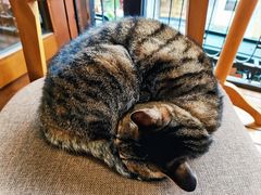 -猫的天空之城概念书店(杭州南宋御街店)