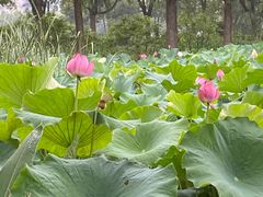 -金银湖国家城市湿地公园