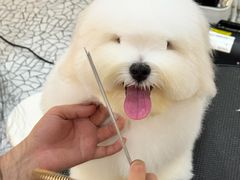 -momokira米努特·德文卷毛猫·棉花面纱犬