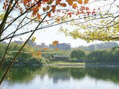 -广东花都湖国家湿地公园