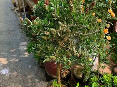 -双季花艺园艺市场(浦东店)