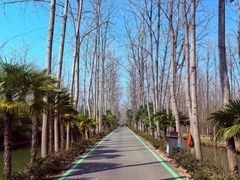 -合肥滨湖国家森林公园
