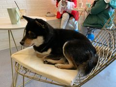 -喜柴咖啡·柴犬狗咖