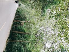 -三圣花乡旅游区