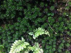 iphone_upload_pic-碧峰峡风景区