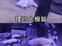 -上海海昌海洋公园