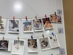 -瑞派康怡24h宠物医院·犬猫医疗中心·微创绝育(瑞景分院)