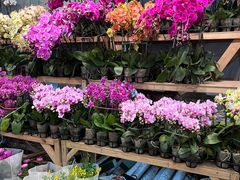 -双季花艺园艺市场(浦东店)