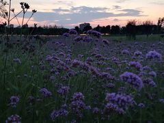 -汉长安城未央宫国家考古遗址公园