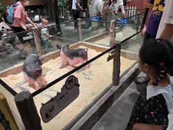 -造物庄园 萌宠纪(苏州湾歌林公园店)