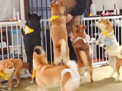 -逗柴咖啡屋·狗咖猫咖宠物桌游