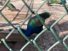 -银树楼(紫玉山庄东区店)