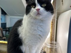 -猫小院猫主题餐厅(南锣旗舰店)