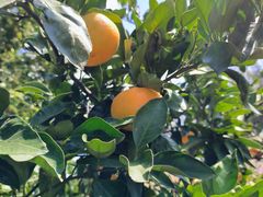 -前小桔亲子创意农场·草莓采摘·露营烧烤