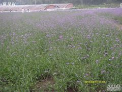 -紫海香堤香草艺术庄园
