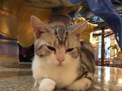 -more than meow吴止猫主题餐厅(承德 中船汇店)