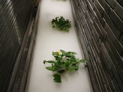 -梧桐餐厅(泉城路店)