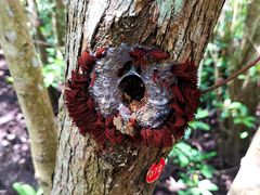 -东寨港红树林旅游区