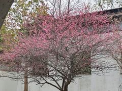 -八大山人梅湖景区