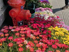 -溪岸路花鸟市场