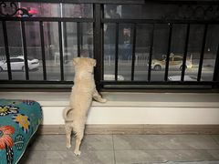 -佑安动物医院·全科·内窥镜中心(幸福巷店)