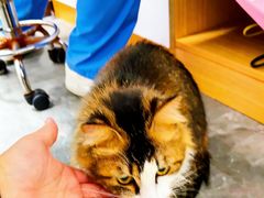 -东莞宠友24H宠物中心医院·转诊夜诊·异宠(新河北路院)