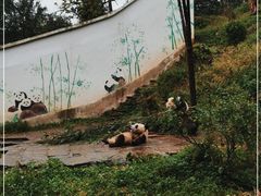 -中国大熊猫保护研究中心雅安碧峰峡基地