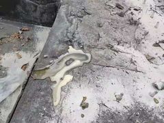 -深圳诚信专业防水补漏公司