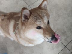 -汪说·狗咖(旺城大厦店)