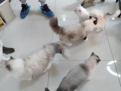 -鼓捣猫呢主题猫咖店