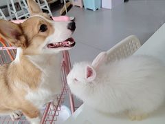 -我爱猫咪·猫咖·狗咖·安哥拉兔·羊驼咖(小寨华旗店)